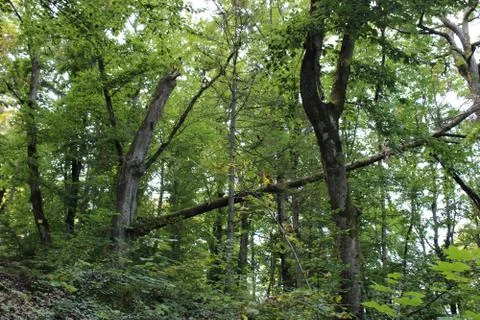 Trees in the forest Stock Photos