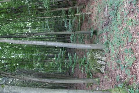 Trees in the forest Stock Photos