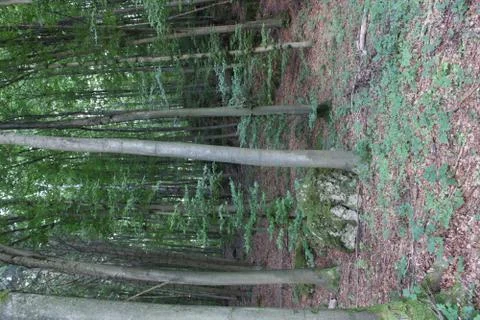 Trees in the forest Stock Photos