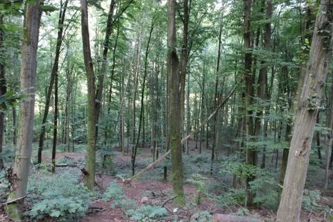 Trees in the forest Stock Photos