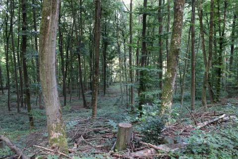Trees in the forest Stock Photos