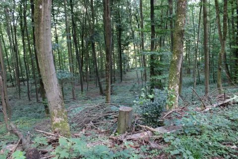 Trees in the forest Stock Photos