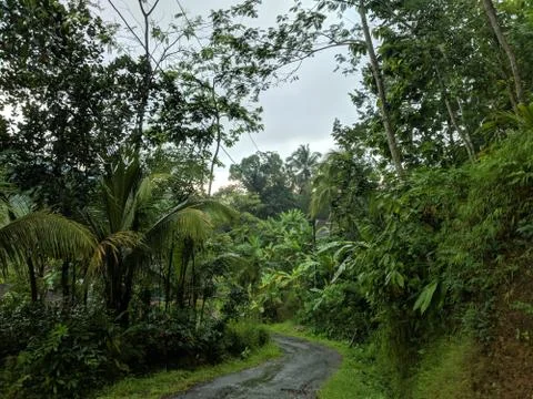 Trees in the forest	 Stock Photos