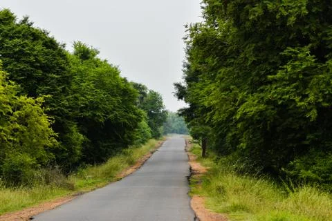 Trees on the forest 写真素材