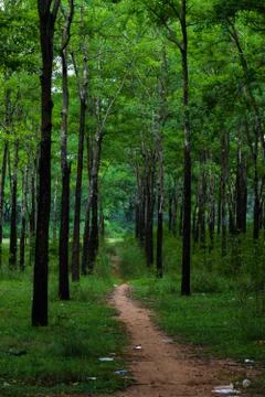 Trees on the forest 写真素材