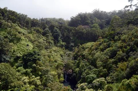 Trees in the forest Stock-Fotos