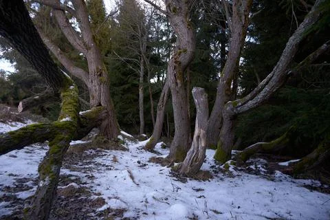 Trees in the forest Stock Photos
