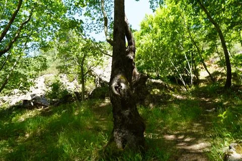 Trees in the forest Stock Photos