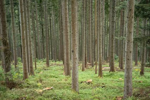 Trees in the Forest 스톡 사진