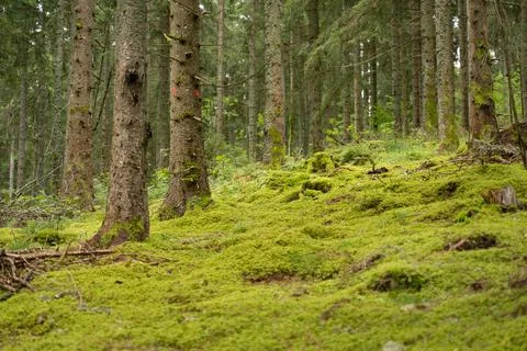 Trees in the Forest 스톡 사진