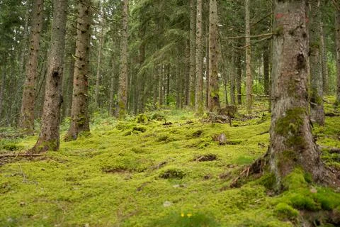 Trees in the Forest 스톡 사진