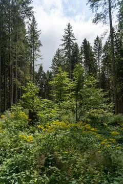 Trees in the Forest 스톡 사진