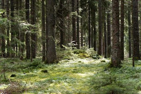Trees in the Forest 스톡 사진