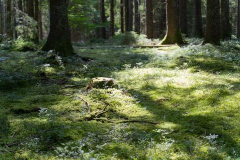 Trees in the Forest 스톡 사진