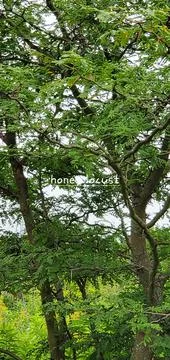 Trees in the Forest Foto stock