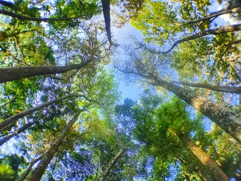 Trees in the forest Stock Photos