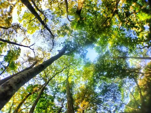 Trees in the forest Foto stock