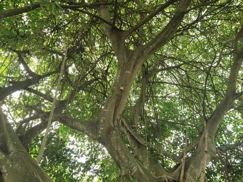 Trees in the forest Stock Photos