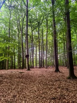 Trees in the forest Stock Photos