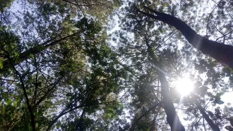 Trees in the Forest 스톡 사진