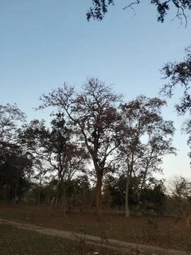 The trees in forest Stock Photos
