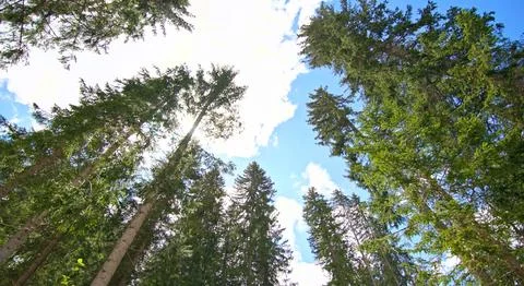 Trees in the forest Stock Photos