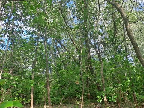Trees in the forest Stock Photos
