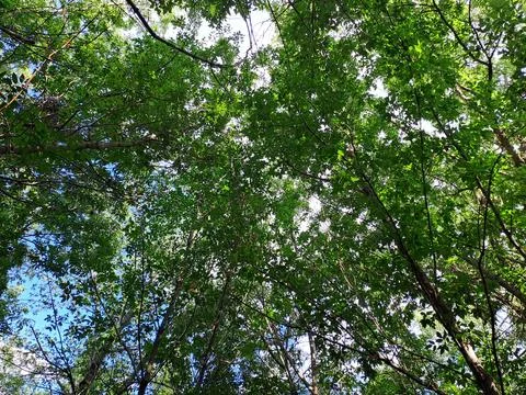 Trees in the forest Stock Photos