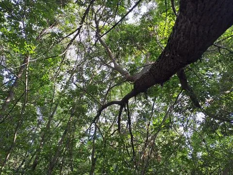 Trees in the forest Stock Photos