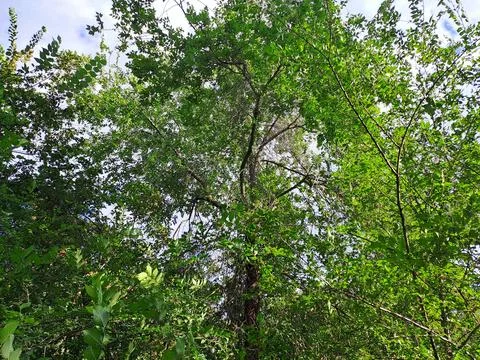 Trees in the forest Stock Photos