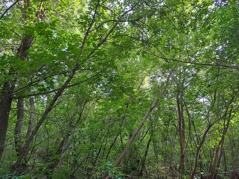 Trees in the forest Stock Photos