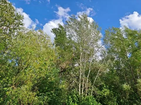 Trees in the forest Stock Photos