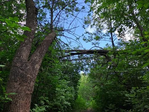 Trees in the forest Stock Photos