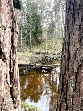 Trees in the forest Foto stock