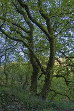 Trees in the forest Stock Photos