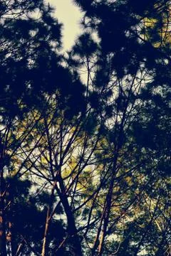 Trees in the forest, Pine forest, sunlight, sunset, sunshine Stock Photos