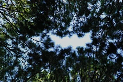 Trees in the forest, Pine forest, sunlight, sunset, sunshine Stock Photos