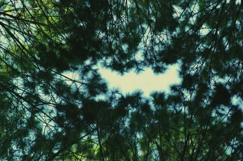 Trees in the forest, Pine forest, sunlight, sunset, sunshine Stock Photos