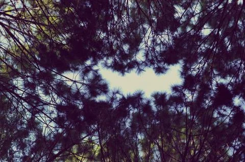 Trees in the forest, Pine forest, sunlight, sunset, sunshine Stock Photos