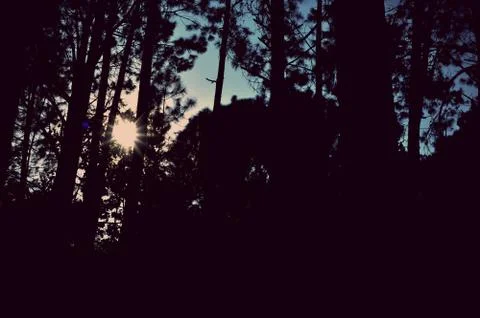 Trees in the forest, Pine forest, sunlight, sunset, sunshine Stock Photos