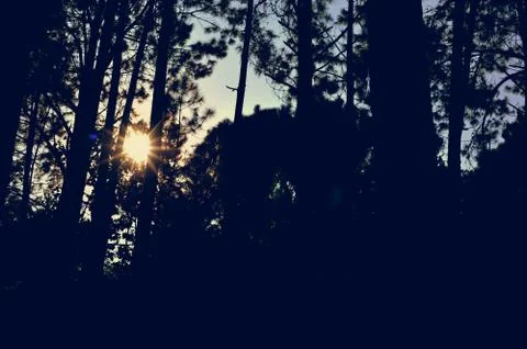 Trees in the forest, Pine forest, sunlight, sunset, sunshine Stock Photos