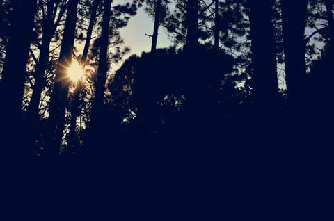 Trees in the forest, Pine forest, sunlight, sunset, sunshine Stock Photos