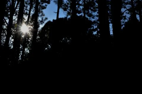 Trees in the forest, Pine forest, sunlight, sunset, sunshine Stock Photos
