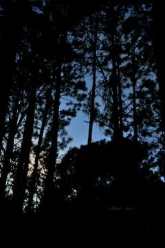 Trees in the forest, Pine forest, sunlight, sunset, sunshine Foto stock