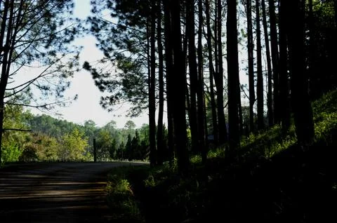 Trees in the forest, Pine forest, sunlight, sunset, sunshine Stock Photos