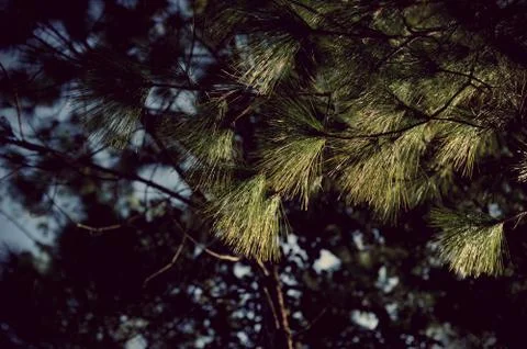 Trees in the forest, Pine forest, sunlight, sunset, sunshine Stock Photos