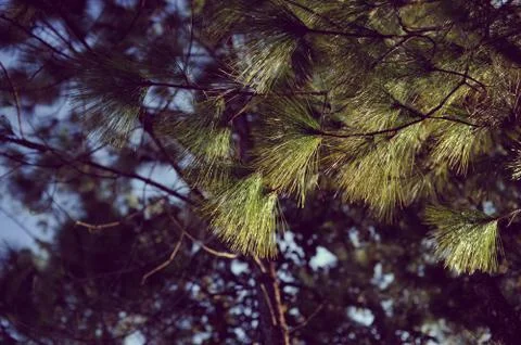 Trees in the forest, Pine forest, sunlight, sunset, sunshine Stock Photos