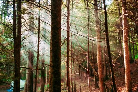 Trees in the forest with a ray of sunlight between them Stock Photos