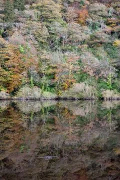 Trees in a forest reflected on blackwater river Stock Photos