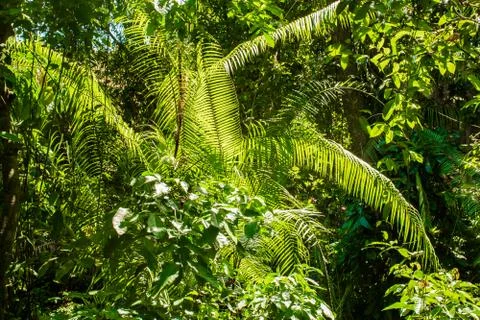 Trees in forest with roots of the monkey forest, Ubud, Bali, Indonesia Stock Photos